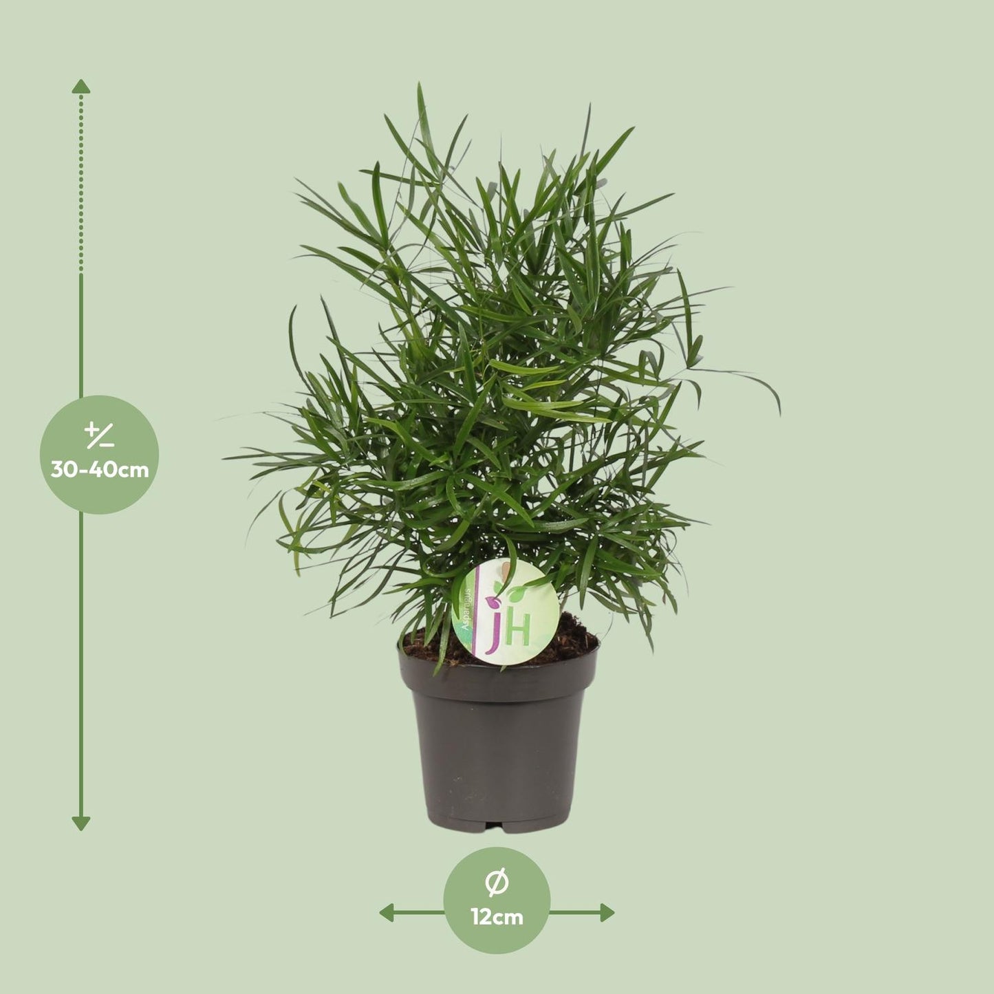 Asparagus Falcatus - Ø12cm - ↕30cm by Pflanzfix24