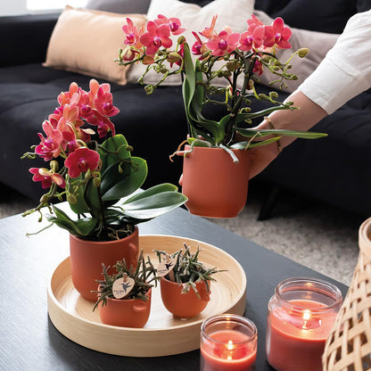 2er Set Phalaenopsis Kongo Rot Ø9cm – Combi Deal | Pflanzfix24.de - Pflanzfix24.de