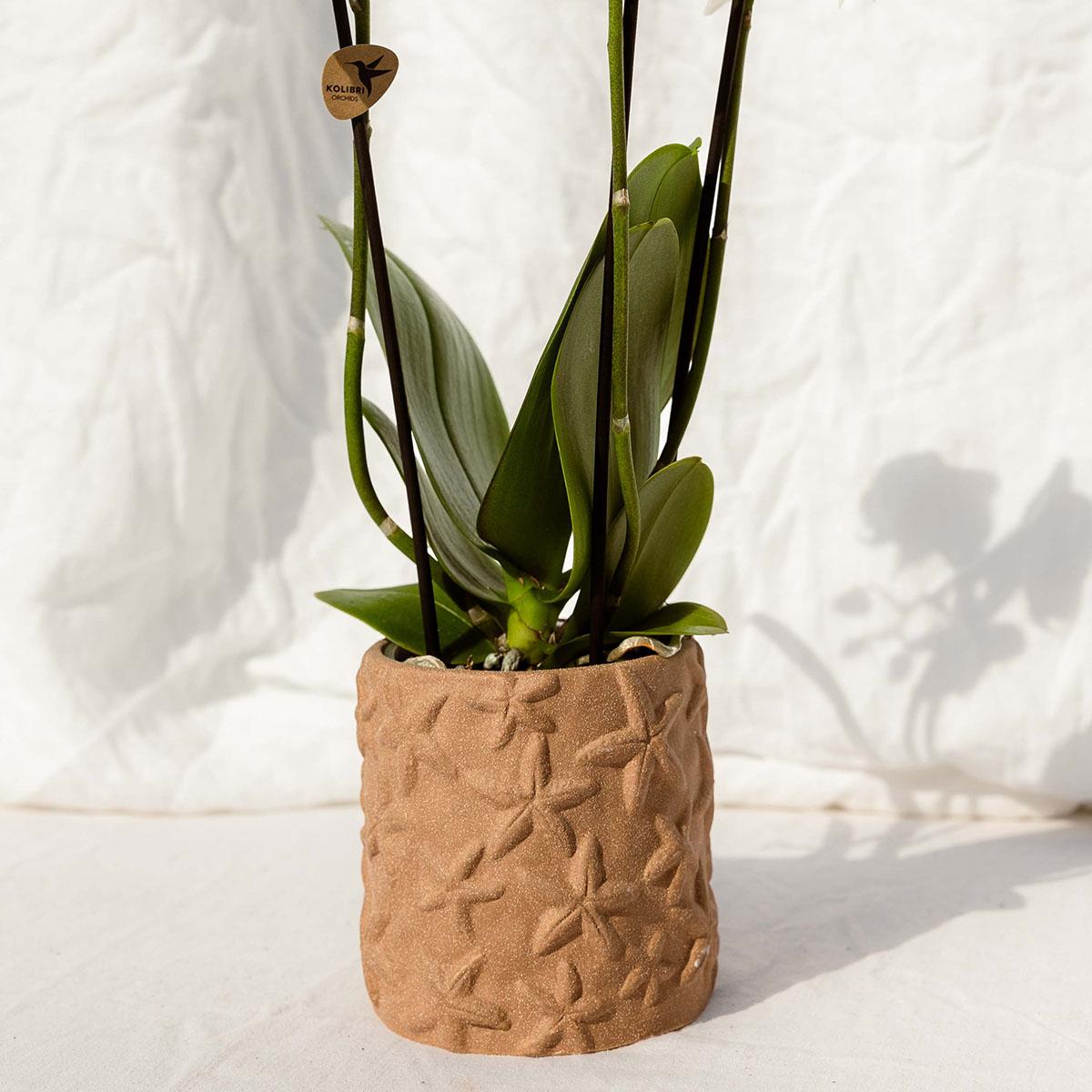 Kolibri Orchids Set Bolzano-Orchidee & Sukkulenten Keramiktöpfe Ø9cm & Ø6cm - Pflanzfix24
