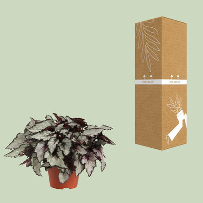 Begonia Rex Coco - Ø12cm - ↕25cm von Pflanzfix24