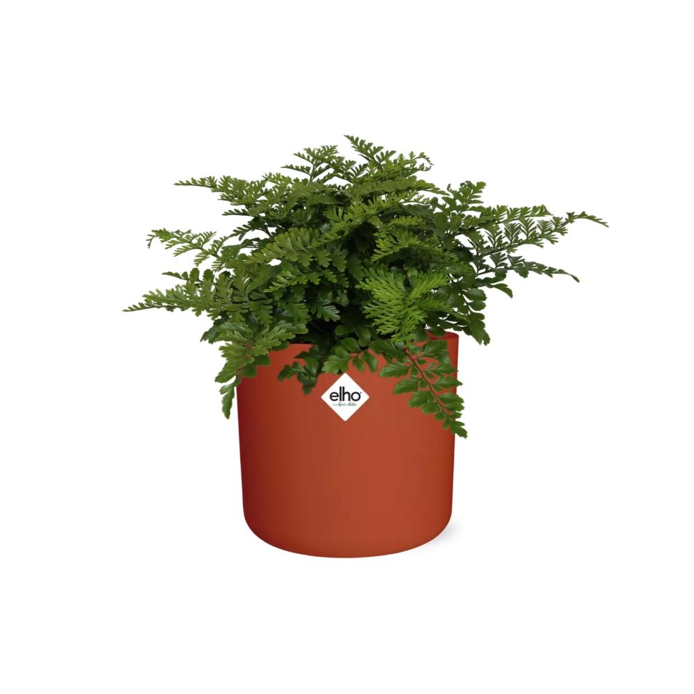 Asplenium Parvati in ELHO b.for soft rond 14cm brique - Pflanzfix24