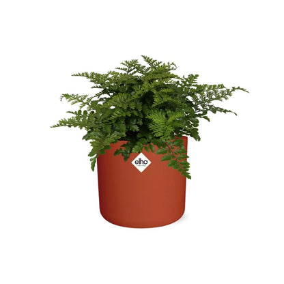 Asplenium Parvati in ELHO b.for soft rond 14cm brique - Pflanzfix24