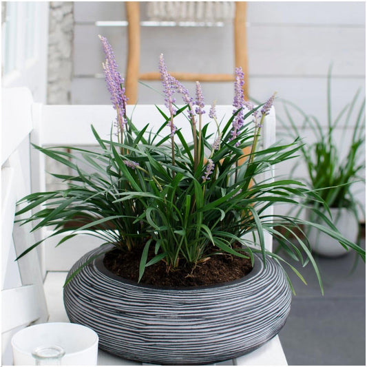 3 x Liriope muscari 'Ingwersen' - Set XL - 14 cm Topfgröße - Pflanzfix24.de - Pflanzfix24.de