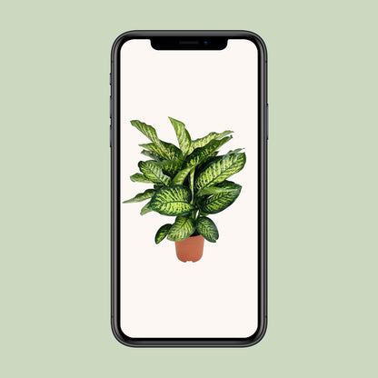 Dieffenbachia Camilla - Ø21cm - ↕75cm bei Pflanzfix24