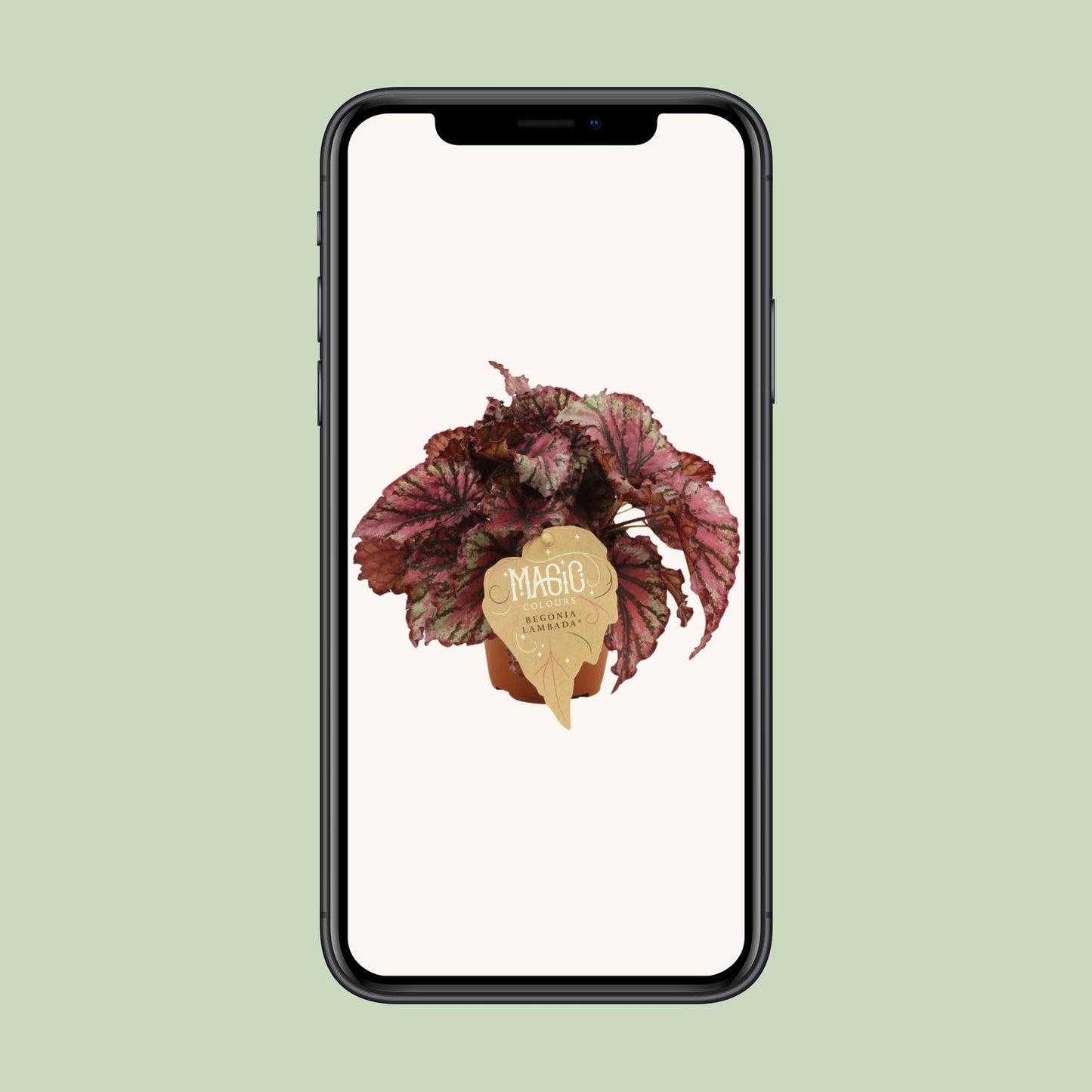 Begonia Rex Lambada - Ø12 ↕25 von Pflanzfix24