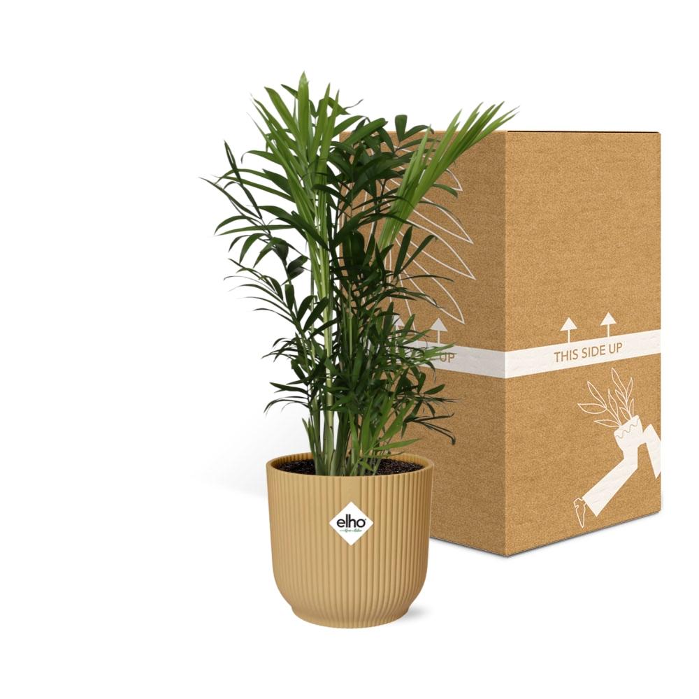 Chamaedorea Elegans in ELHO Vibes Fold 14cm geel - pflanzfix24