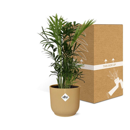 Chamaedorea Elegans in ELHO Vibes Fold 14cm geel - pflanzfix24