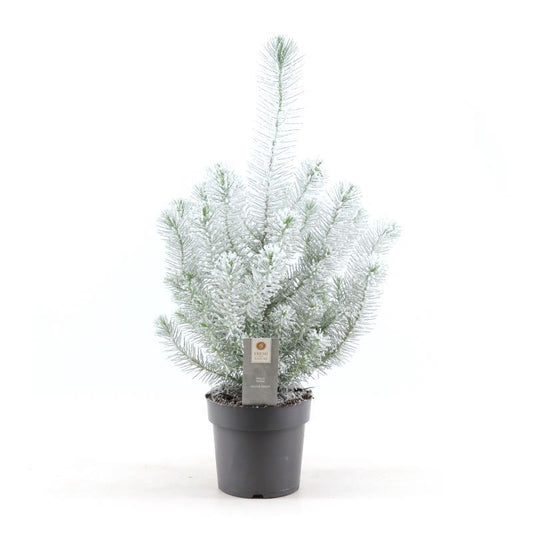 Pinus Pinea 'Silver Crest' + Snow - Ø17cm - ↕50cm - Pflanzfix24