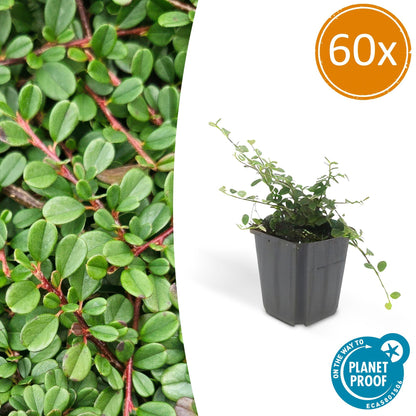 60x Cotoneaster pr. 'Streib's Findling' - Pflanzfix24.de - Pflanzfix24.de