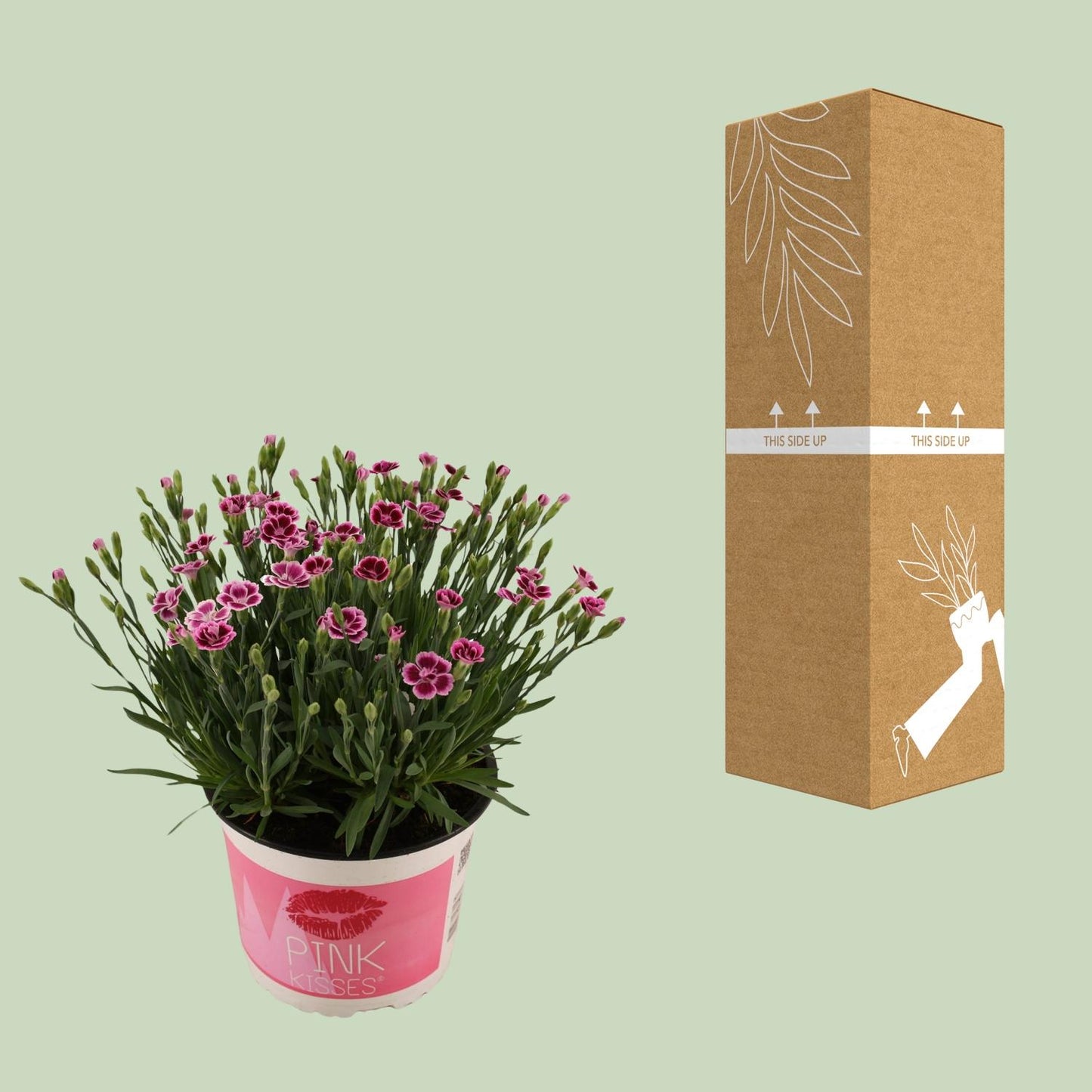 Dianthus Pink Kisses 17 CM © - Pflanzfix24
