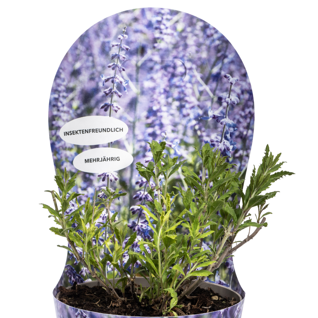 Perovskia atriplicifolia mit Potcover Ø19cm - Pflanzfix24