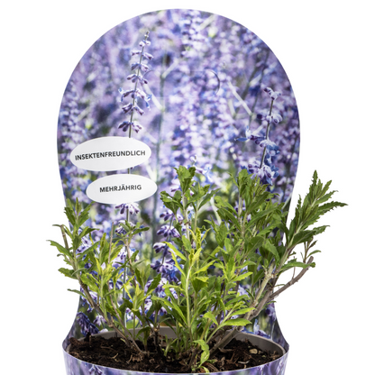 Perovskia atriplicifolia mit Potcover Ø19cm - Pflanzfix24