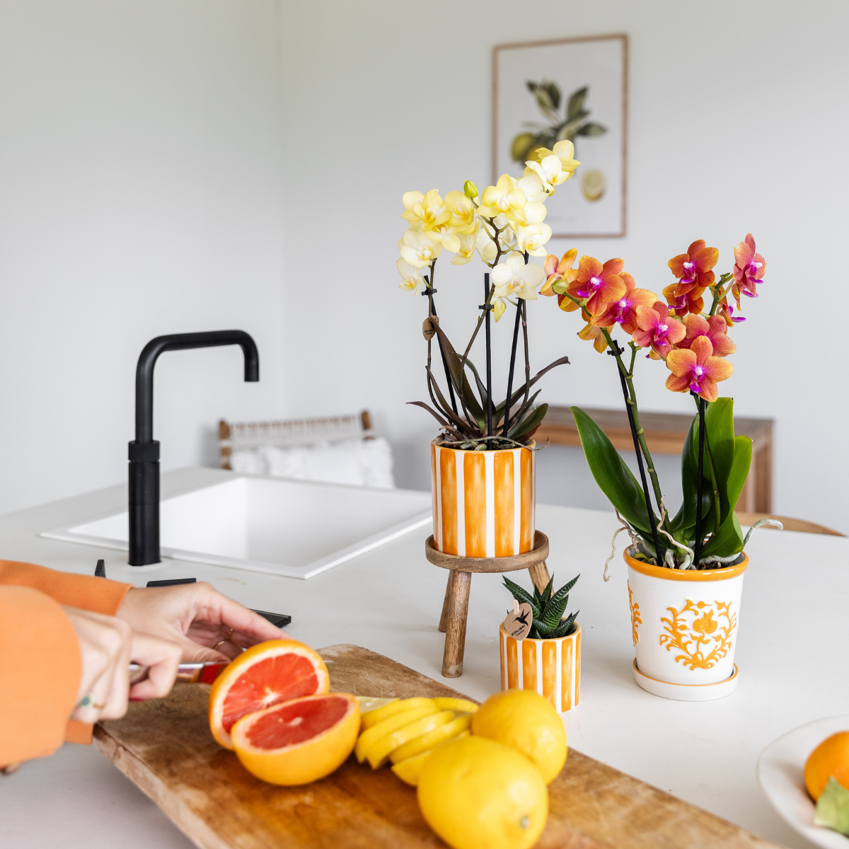 Phalaenopsis Orchidee Gelb Ø9 cm ohne Topf – Pflanzfix24.de - Pflanzfix24.de
