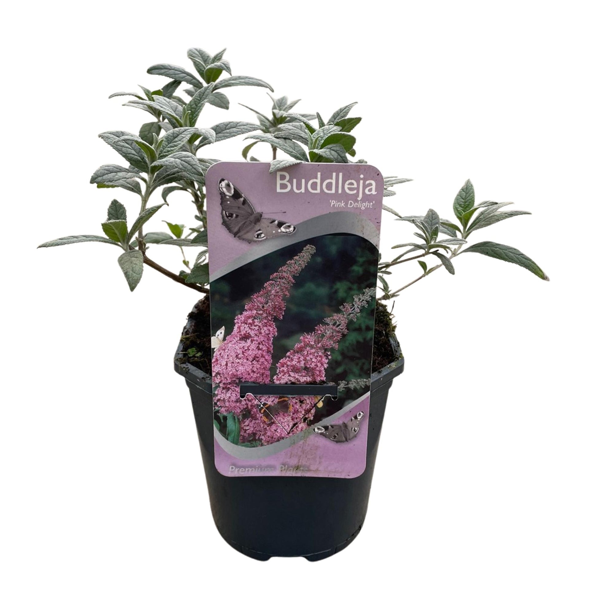 Pflanzfix24.de - Schmetterlingsstrauch - Buddleja davidii Pink Delight - Blüte Rosa - 1 Pflanze - Laubabwerfend - Schmetterlingsanziehend - Topf 17cm Höhe 25cm - Pflanzfix24.de