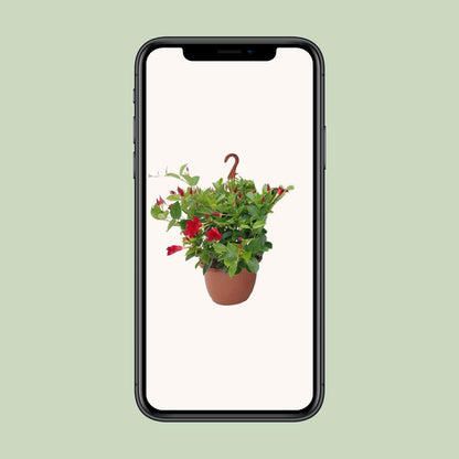 Sundaville Hanging Basket Tricolor - Ø25cm - ↕50cm - Pflanzfix24