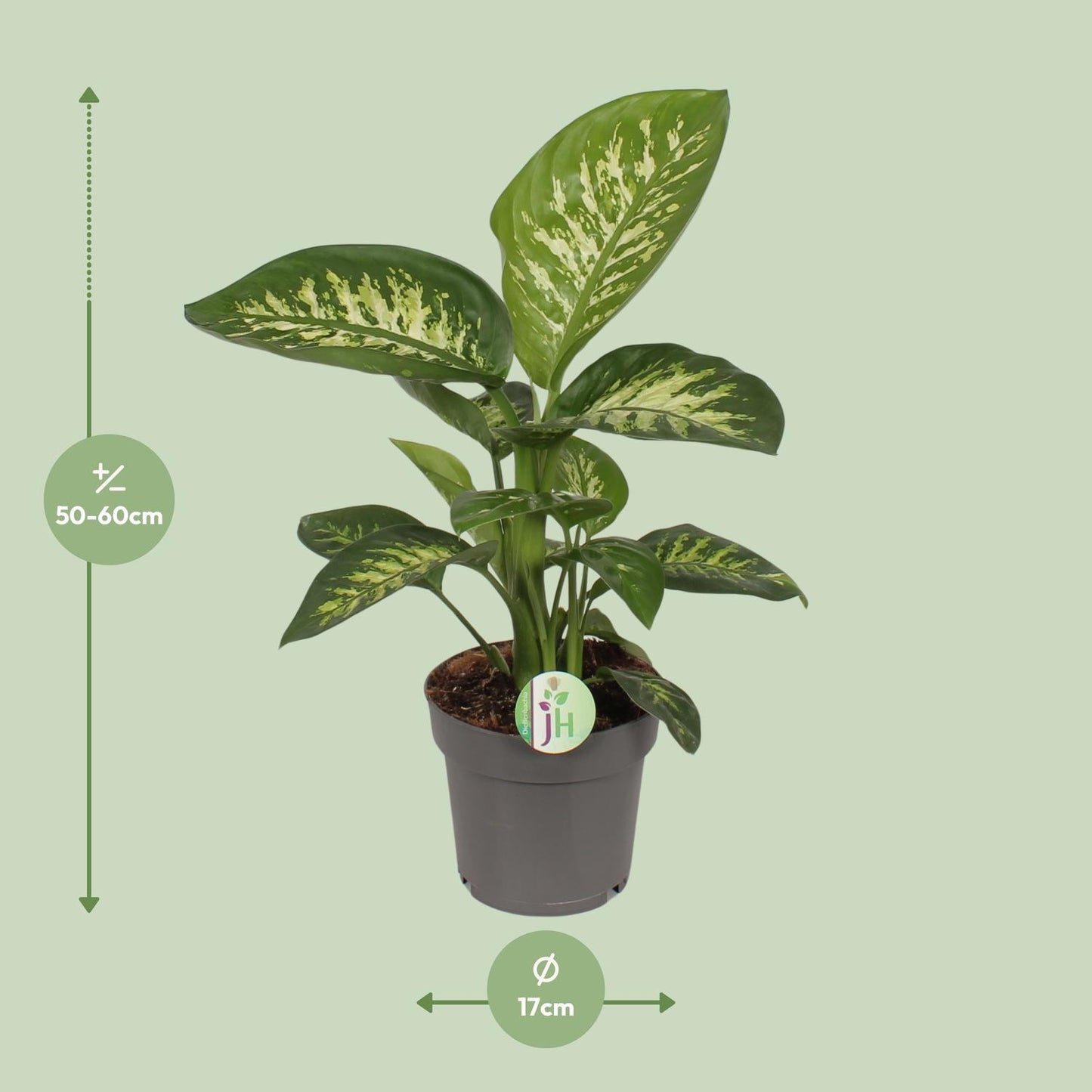 Dieffenbachia Reeva - Ø17cm - ↕50cm - Pflanzfix24