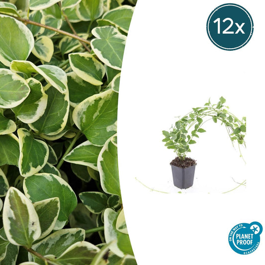 12x Vinca major 'Variegata' – Immergrüner Bodendecker | Pflanzfix24.de - Pflanzfix24.de
