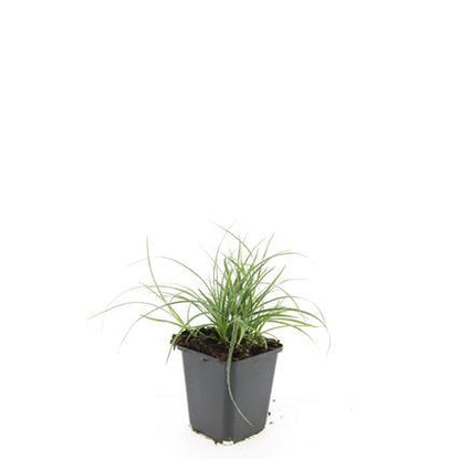 24x Luzula nivea - ↕10-25cm - Ø9cm - Pflanzfix24