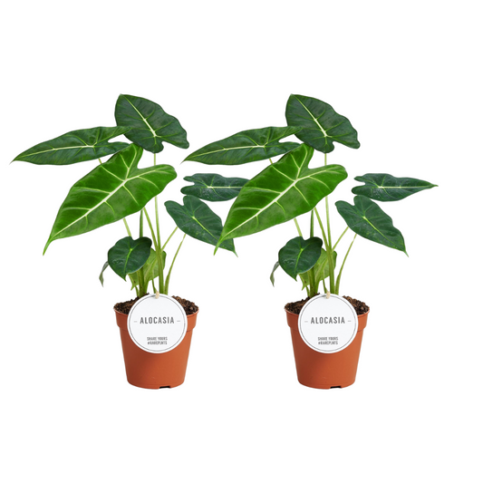 Alocasia Frydek - 2 Stücke - Ø12cm - ↕35cm - Pflanzfix24.de - Pflanzfix24.de