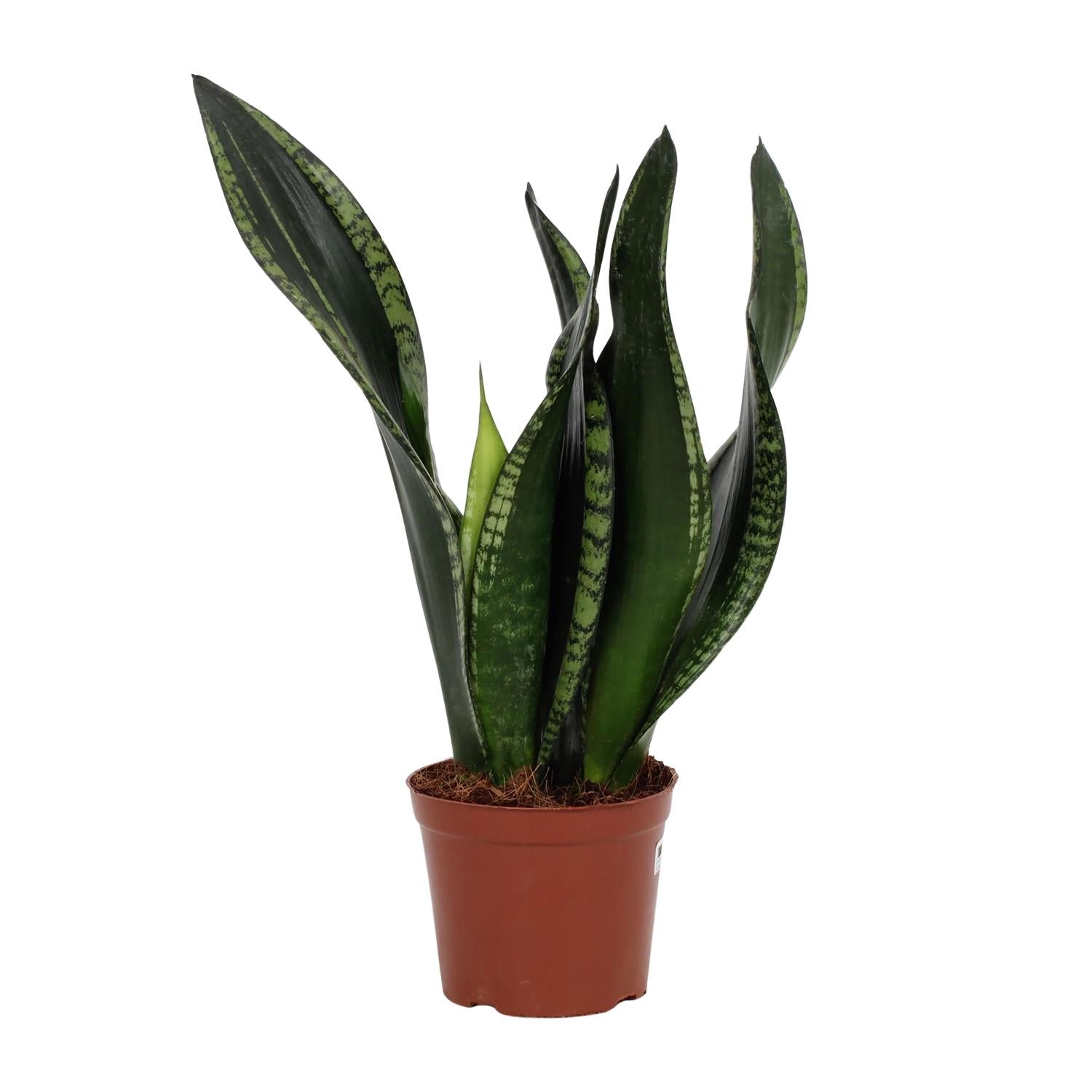 Sansevieria Whitney 12cm – Schwiegermutterzunge bei Pflanzfix24.de - Pflanzfix24.de