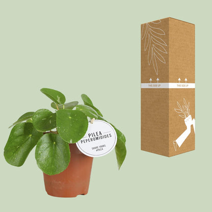 Pilea White Splash - Ø13cm - ↕20cm - Pflanzfix24