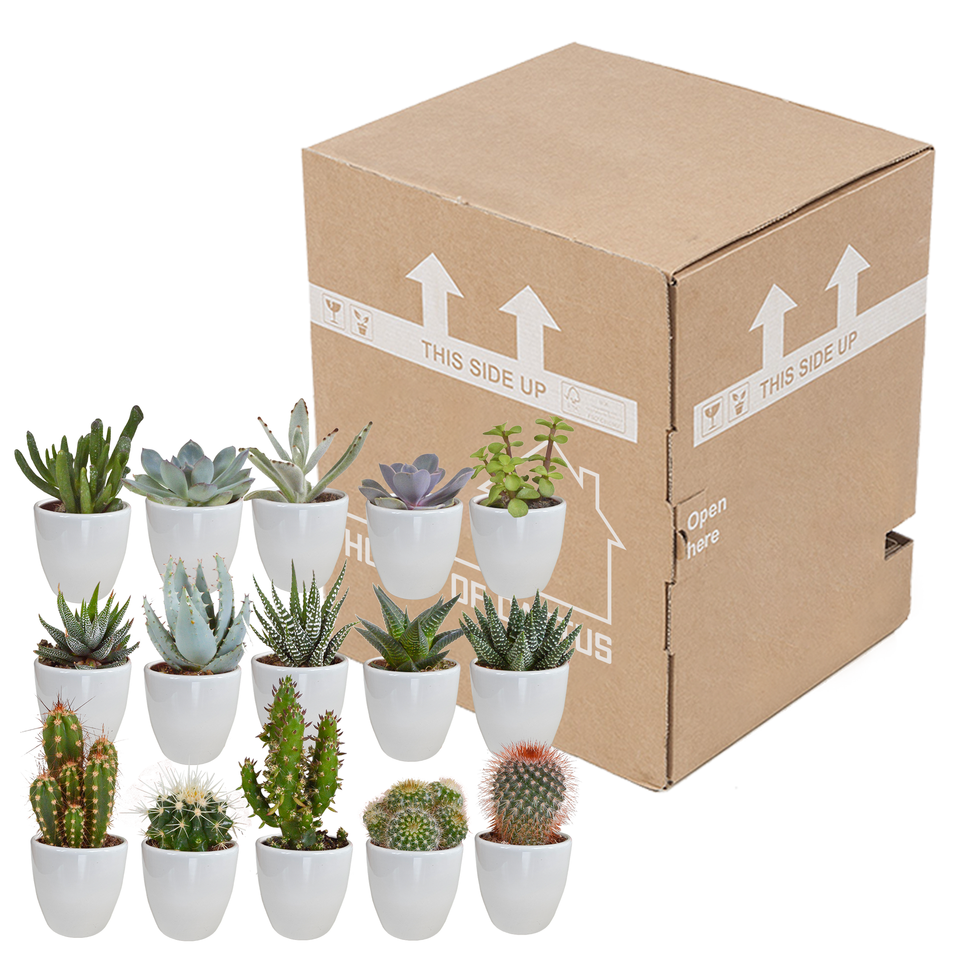 Cactus en vetplanten Mischung 5,5 cm | 15 stück - in witte pot - Pflanzfix24.de - Pflanzfix24.de