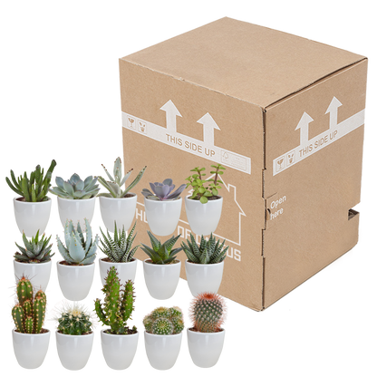Cactus en vetplanten Mischung 5,5 cm | 15 stück - in witte pot - Pflanzfix24.de - Pflanzfix24.de