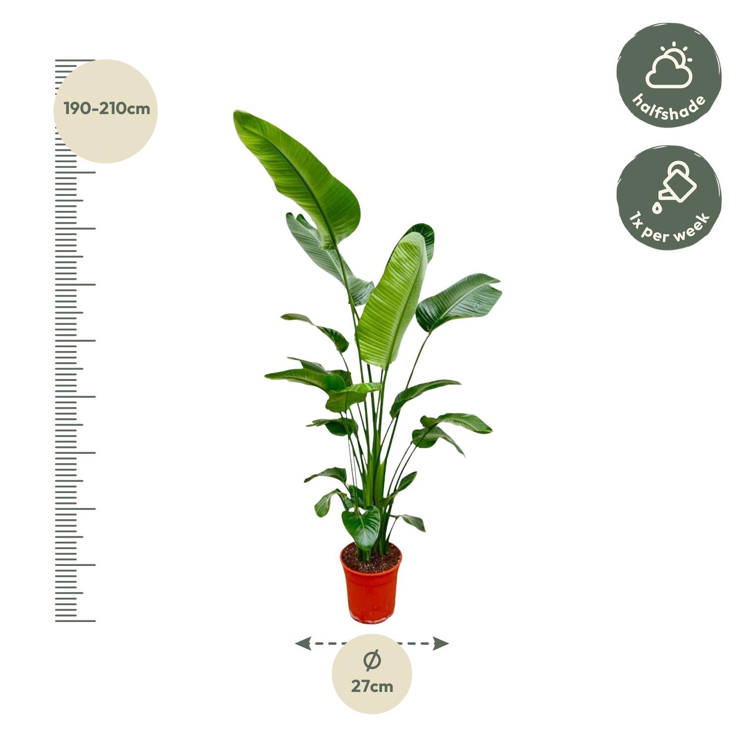 Strelitzia Nicolai Ø24-27cm 180-190cm Zimmerpflanze – Pflanzfix24.de - Pflanzfix24.de