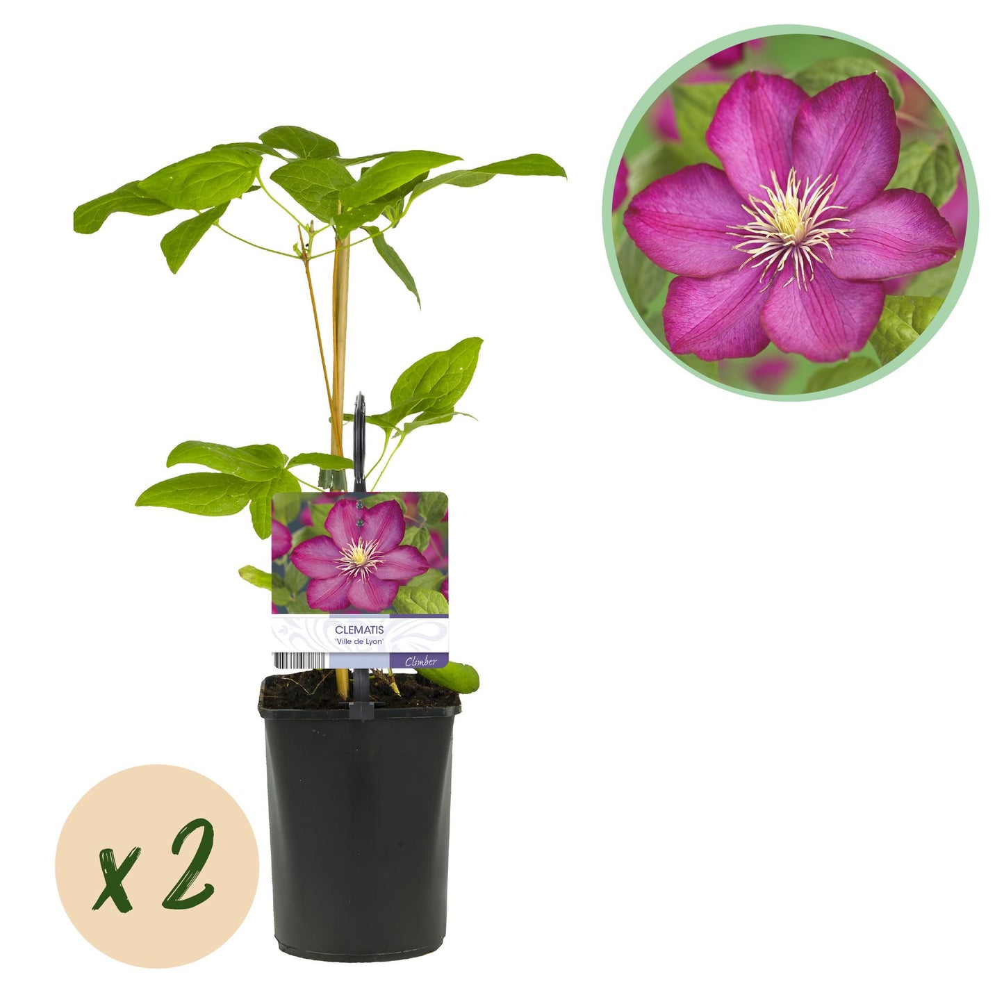 GreenboutiQ - Kletterpflanze - Clematis Ville de Lyon - Blüte Rosa - Wenig Pflege - 2 Pflanzen - Topf 11cm Höhe 40cm