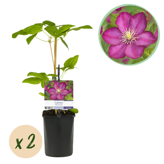Pflanzfix24.de - Clematis Ville de Lyon - Kletterpflanze - Rosa Blüte - 2 Pflanzen - 11cm Topf - Pflanzfix24.de
