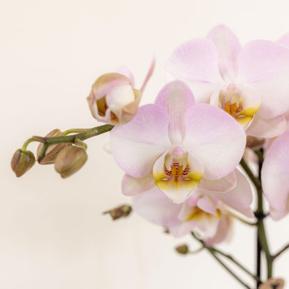 Kolibri Orchids | rosa Pflanzenset im Baumwollkorb - Pflanzfix24