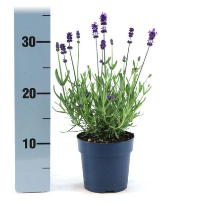 Lavandula angustifolia Felice® - Set van 6 Lavendel planten - 12 cm pot - pflanzfix24