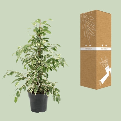 Ficus Benjamina Twilight - Ø17cm - ↕70cm - Pflanzfix24