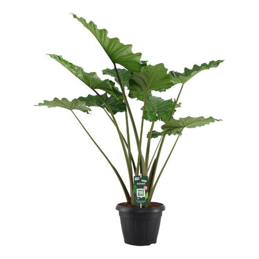 Alocasia Portodora - 140cm - Ø34cm bei Pflanzfix24.de - Pflanzfix24.de