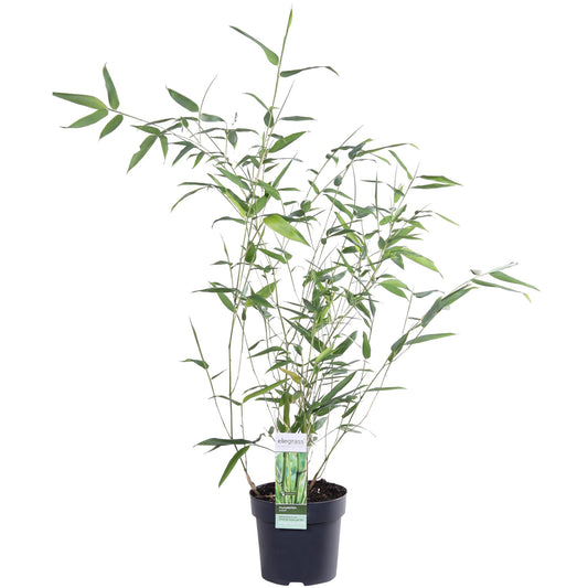 Phyllostachys Bissetii Bambus Ø14 cm – Pflanzfix24.de - Pflanzfix24.de