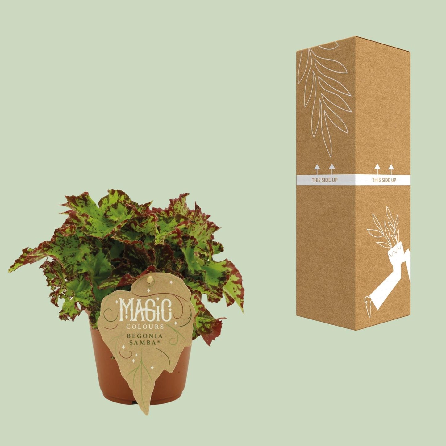 Begonia Rex Samba - Ø12 ↕25 bei Pflanzfix24
