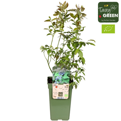 Vaccinium corymbosum 'Reka' - Ø13cm - ↕45cm bei Pflanzfix24