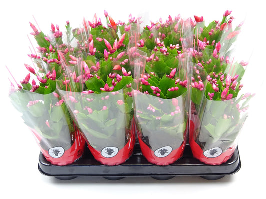 Schlumbergera 9 Cm Rood - Ø9cm - ↕25cm bei Pflanzfix24