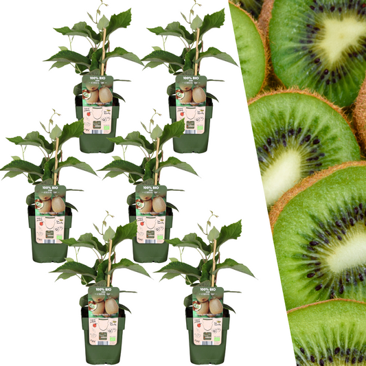 6 x Bio-Kiwi-Pflanzen - Ø 13 cm - ↨ 20 cm bei Pflanzfix24.de