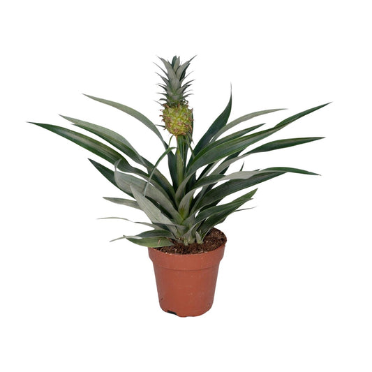 Ananas-Pflanze Bromelia - Ø12cm - ↕30cm bei Pflanzfix24.de - Pflanzfix24.de