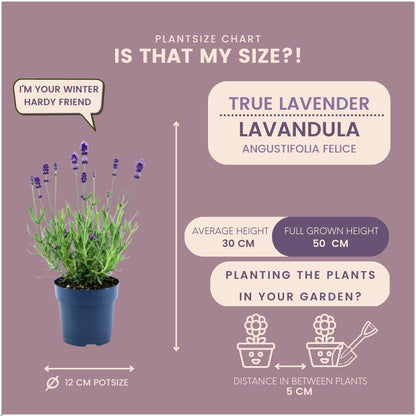 Lavandula angustifolia Felice® 24er-Set 12 cm Topf – Pflanzfix24.de - Pflanzfix24.de