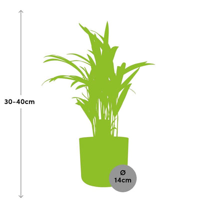 Dypsis Lutescens (Areca) 12cm - Bambuspalme - Pflanzfix24