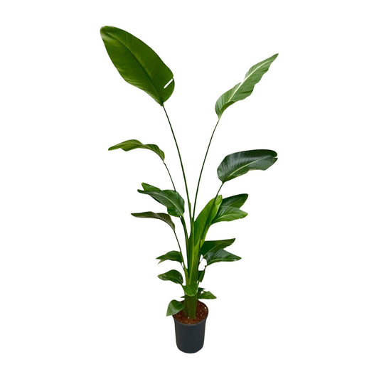 Strelitzia Nicolai 170 cm Ø24 – Weiße Paradiesvogel Pflanze | Pflanzfix24.de - Pflanzfix24.de