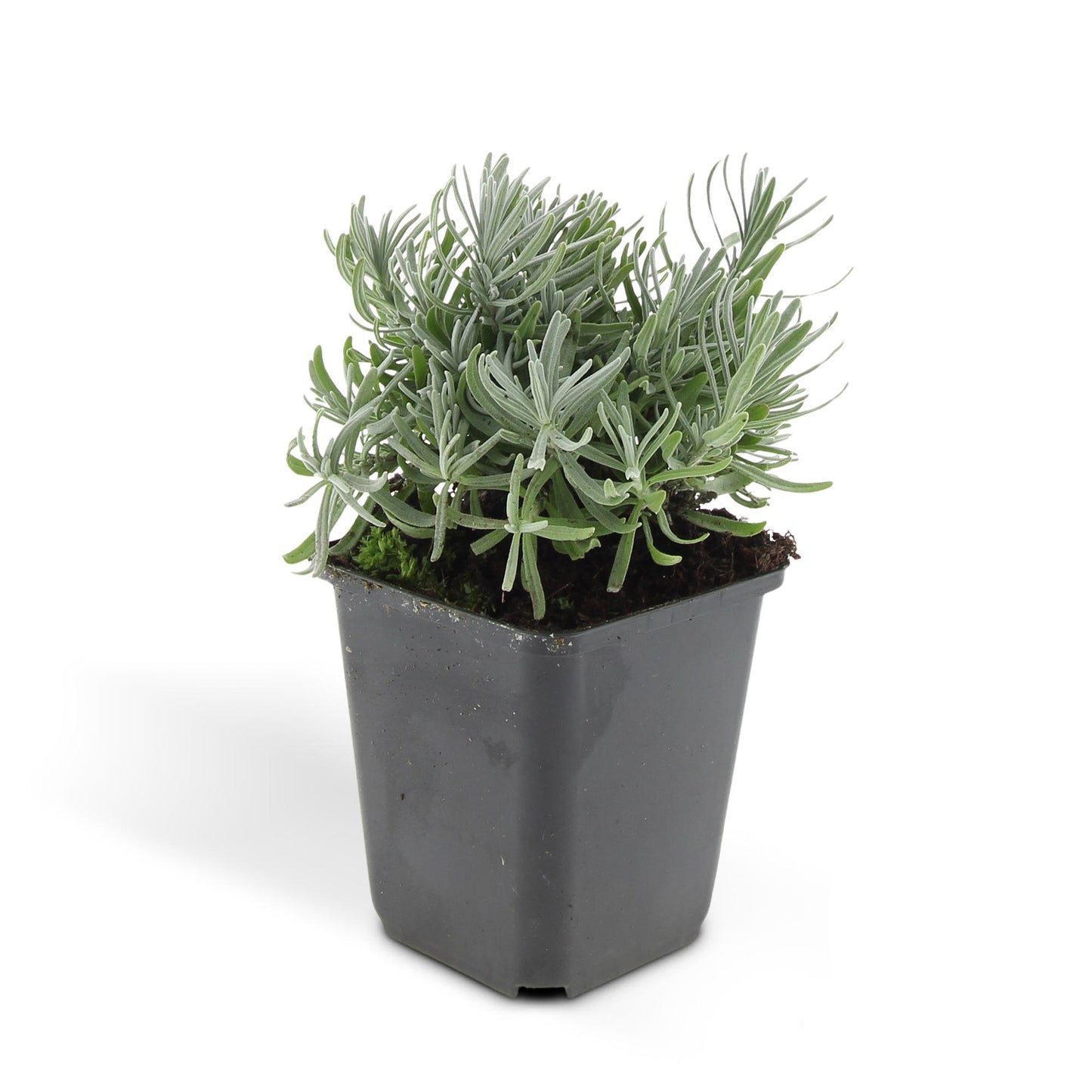 24x Lavandula 'Hidcote' - ↕10-25cm - Ø9cm - Pflanzfix24