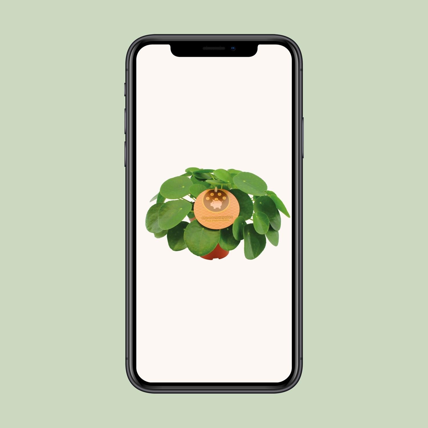 Pilea Peperomioides Ø15cm, 30cm Höhe – Zimmerpflanze | Pflanzfix24.de - Pflanzfix24.de