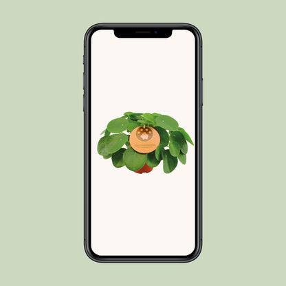 Pilea Peperomioides Ø15cm, 30cm Höhe – Zimmerpflanze | Pflanzfix24.de - Pflanzfix24.de