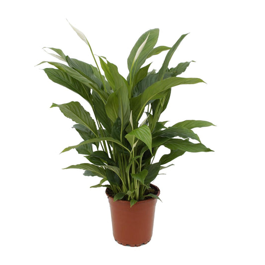 Spathiphyllum Torelli Ø17cm – elegante Friedenslilie | pflanzfix24.de - Pflanzfix24.de