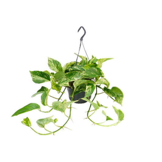 Epipremnum Marble Queen - Scindapsus - Ø15cm - Pflanzfix24.de - Pflanzfix24.de