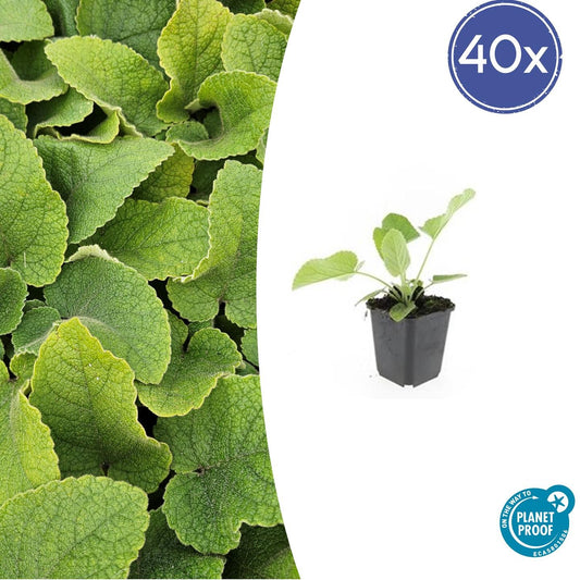 40x Phlomis russeliana - ↕10-25cm - Ø9cm bei Pflanzfix24.de - Pflanzfix24.de
