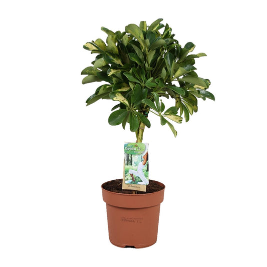 Schefflera Gold Capella - Ø17cm - ↕60cm - Pflanzfix24